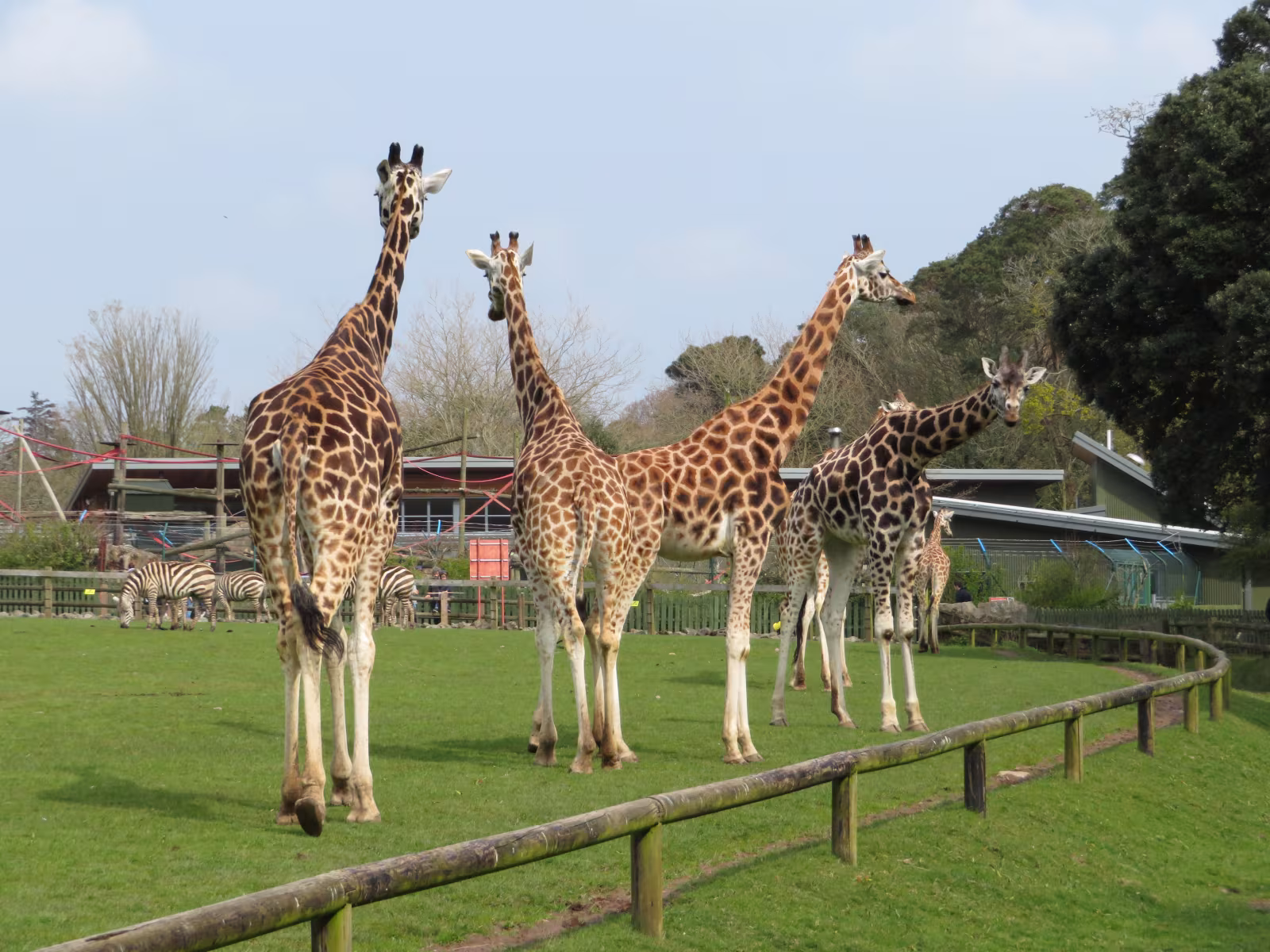 Fota Wildlife Park: the open-range zoo where giraffes have right of way