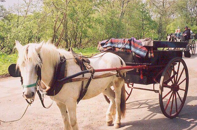 Jaunting cars in Killarney National Park, the traditional horse-drawn carriages lined up near Muckross House