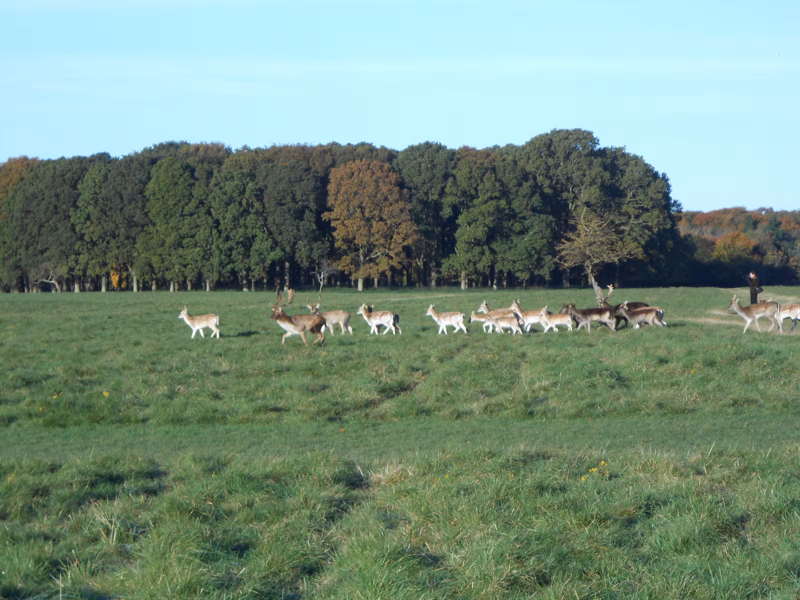 A large group of fallow deer grazing in Phoenix Park Dublin, including stags with antlers and does in open parkland