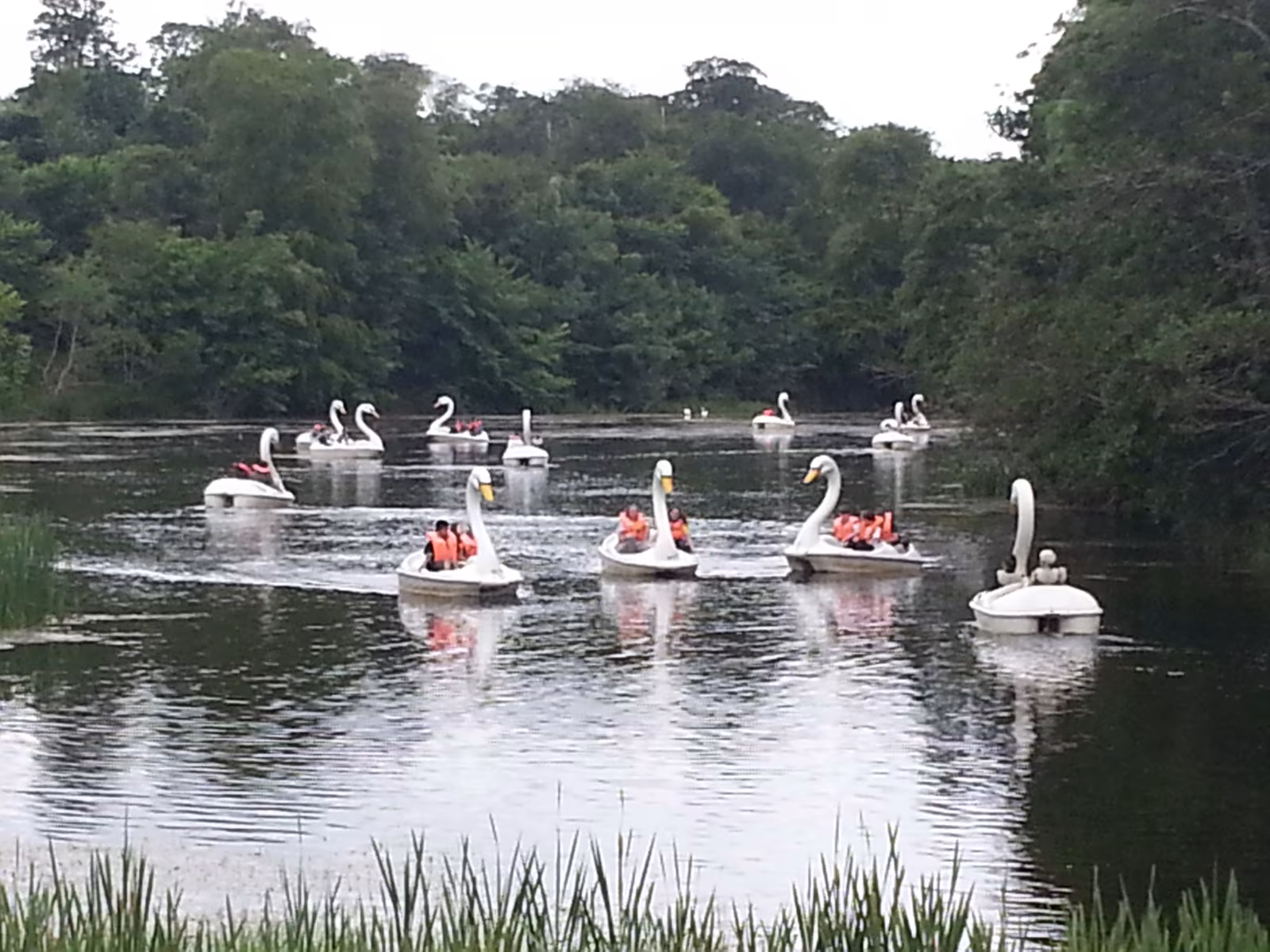 Swan pedalos on the boating lake at Westport House estate, Westport, County Mayo